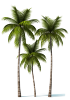Transparent coconut tree png
