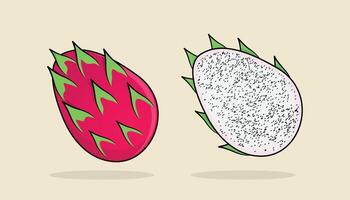 Dragon fruit minimalist illustration inside and outside view vector