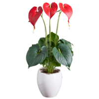 Anthurium glossy bright red heart shaped flowers and dark green leaves in a sleek white png