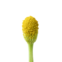 Whole wild fennel pollen golden yellow color fine texture subtle shimmer Food and culinary concept png