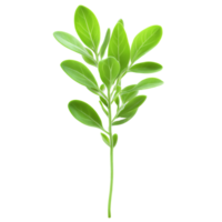 Chia microgreens Salvia hispanica dainty green leaves with a hint of purple gracefully arranged Microgreen png