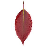 Cherry Leaf oval red leaf with serrated edges and a glossy texture falling gracefully Prunus png