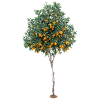 Kumquat Tree small oval orange fruits and dark green leaves on the branches Citrus japonica png