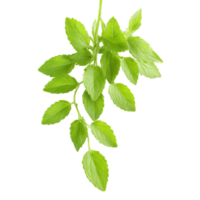 stevia feuilles en cascade dans une sucré vert cascade stevia rebaudiana nourriture et culinaire concept png