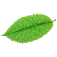 lentilles d'eau feuille petit rond vert feuille avec une lisse texture flottant sur l'eau lemna mineur png