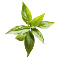 thaïlandais basilic feuilles tourbillonnant dans une épicé anis parfumé tourbillon ocimum basilicum var thyrsiflore nourriture png