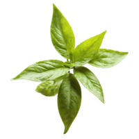 Thai basil leaves swirling in a spicy anise scented whirlwind Ocimum basilicum var thyrsiflora Food png