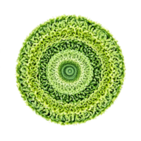 Fiddlehead Fern Frond Mandala tightly coiled fiddlehead fern fronds arranged in a mesmerizing radial design png