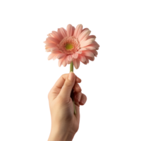 Hand holding flower isolated on transparent background png