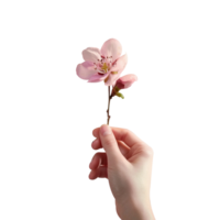 Hand halten Blume isoliert auf transparent Hintergrund png