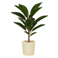 moderno botánico decoración de caucho planta en elegante maceta. 3d hacer png