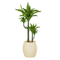 Lifelike Dracaena Plant of a Vibrant Indoor. 3D Render png