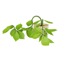 vibrerande pothos växt av inomhus- grönska för modern dekor. 3d framställa png