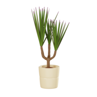 Exquisite Dragon Tree of Potted Plant for Home Decor and Design. 3D Render png