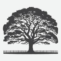 Print Majestic Pecan Tree Silhouette, Nature's Timeless Shadow vector