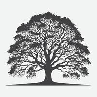 Print Majestic Sycamore Tree Silhouette, A Stunning Natural Masterpiece vector