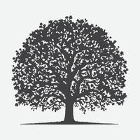 Print Majestic Pecan Tree Silhouette, Nature's Timeless Shadow vector