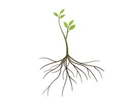 Young green Tree with Roots and leaves illustration vector