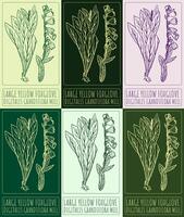 Set of drawing LARGE YELLOW FOXGLOVE in various colors. Hand drawn illustration. The Latin name is DIGITALIS GRANDIFLORA MILL. vector