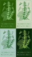 Set of drawing FAUCIBARBA OFFICINALIS in various colors. Hand drawn illustration. The Latin name is MELISSA OFFICINALIS L. vector