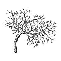 Coral branch ink sketch illustration. Tropical sea reef animal in simple black and white style. Underwater seaweed and marine element for nautical prints vector