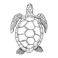 Sea turtle black and white ink illustration. Monochrome marine animal with oval shell, top view. Ocean underwater nature for nautical designs vector