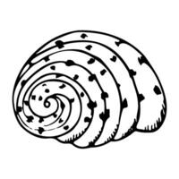 Black and white seashell of Cassidae sea snail line illustration. Monochrome underwater animal drawing for summer ocean designs. Nautical spiral helmet snail shell vector