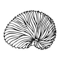 Paper Nautilus egg case line illustration. Argonaut shell in in black and white. Marine ocean animal seashell for exotic tropical designs vector