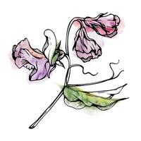 Hand drawn watercolor ink illustration botanical flowers leaves. Sweet everlasting pea, vetch bindweed legume. Branch bouquet isolated on white background. Design wedding, love cards, floral shop vector