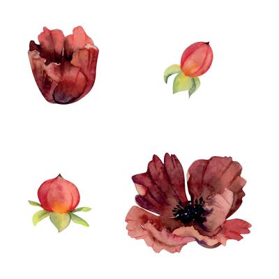 Branch of red berries winterberry holly hypericum, flower poppy anemone peony rose. Hand drawn watercolor botanical illustration. Single object isolated white background. Design wedding, florist shop
