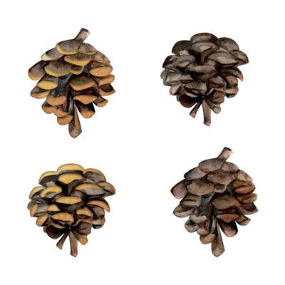 Fir pine tree spruce conifer cone, dark brown with gold decoration. Hand drawn watercolor botanical illustration. Single object isolated white background. Design wedding, cards, florist shop, bouquet.