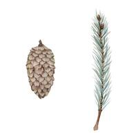 Fir pine tree spruce conifer branch with needles, cone. Hand drawn watercolor botanical illustration. Single object isolated white background. Design wedding, love cards, florist shop, bouquet. vector