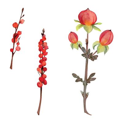 Branch of red berries winterberry holly hypericum. Hand drawn watercolor botanical illustration. Single object isolated on white background. Design wedding love cards, florist shop, Christmas bouquet.