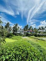 green garden with palm trees and house photo