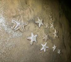 big white sea-star fish on beach close-up image photo