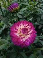 close up image of red flower photo