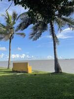 beach surface area with palm tree photo