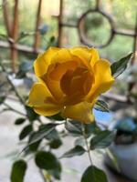 Yellow rose blur background photo