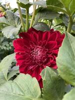 A focused red dahlias flower in the garden photo