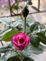 Red rose blur background photo