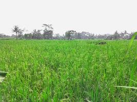 The background is a view of rice paddy plants that are already bearing bright green fruit photo