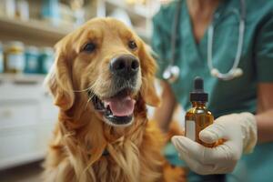 Dog and veterinarian with CBD oil. photo