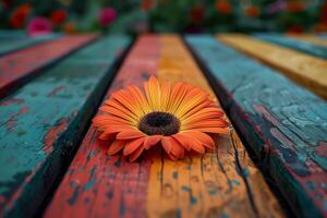 Vibrant bloom on weathered wood. . photo