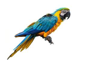 A blue and yellow macaw perched gracefully on white background. photo