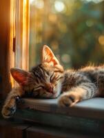 A young kitten enjoys a peaceful nap in the soft light of a sun-drenched room. photo