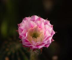 Beautiful pink cactus flower in a flowerpot. photo