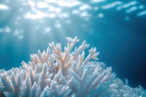 Coral bleaching with sun rays filtering through blue ocean waters. photo