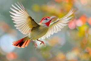 Common Green Magpie flying against blurred background. photo