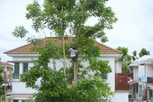 Bangkok, Thailand - May 24, 2024 - A young man was working cutting down trees in a village photo