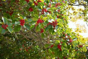 sour cherry fruits on the tree photo